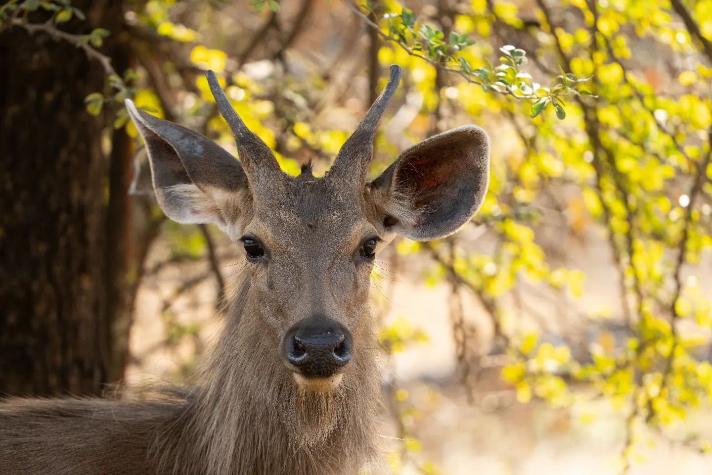 sambar-deer-in-bor-tiger-reserve