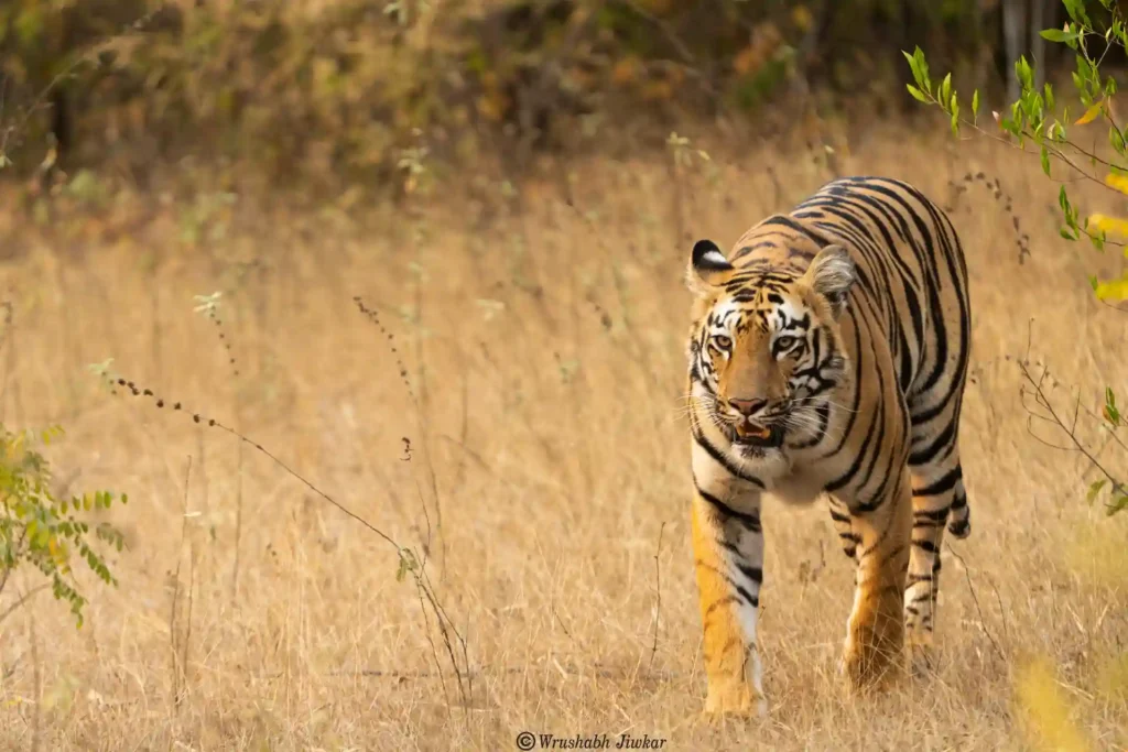 Bengal tiger lying in grass at Bandhavgarh Tiger Safari, India.