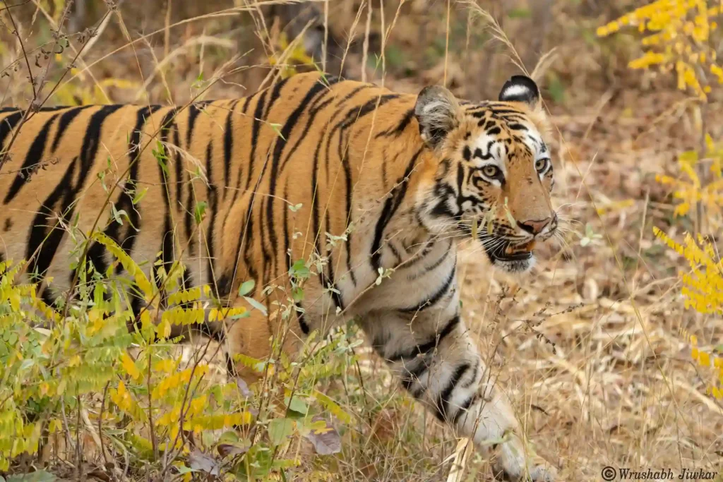 Bengal tiger walking through dry grass in Panna National Park.