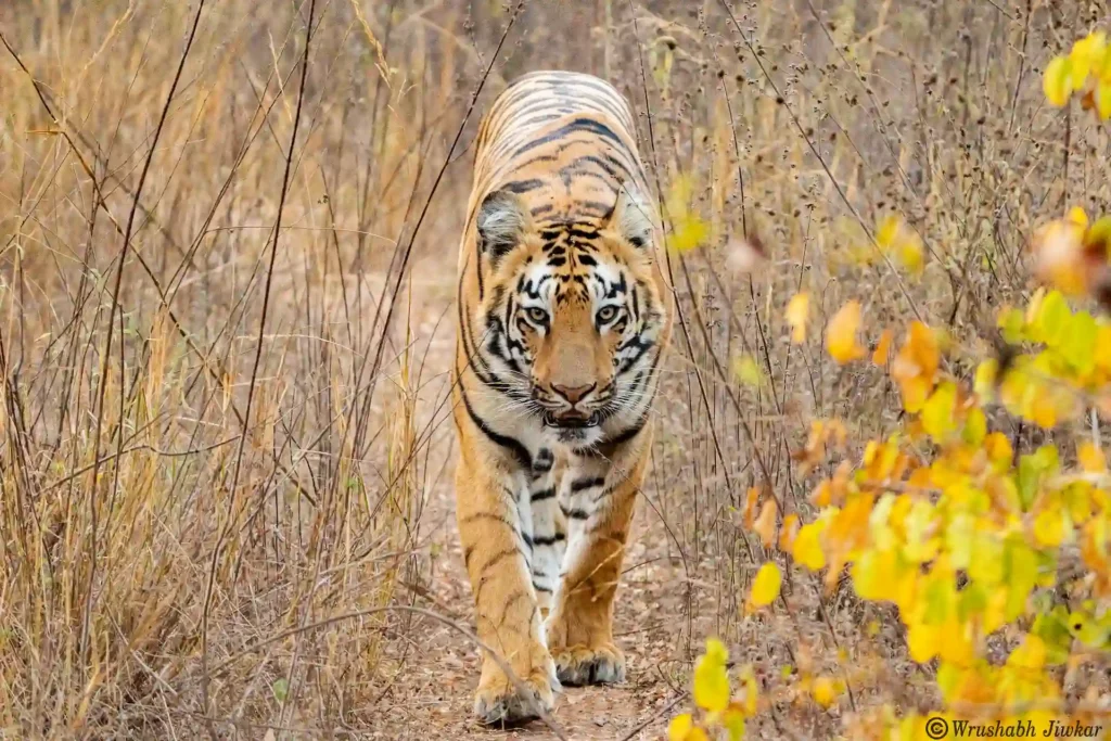 Bengal tiger walking in natural habitat at Ranthambore National Park