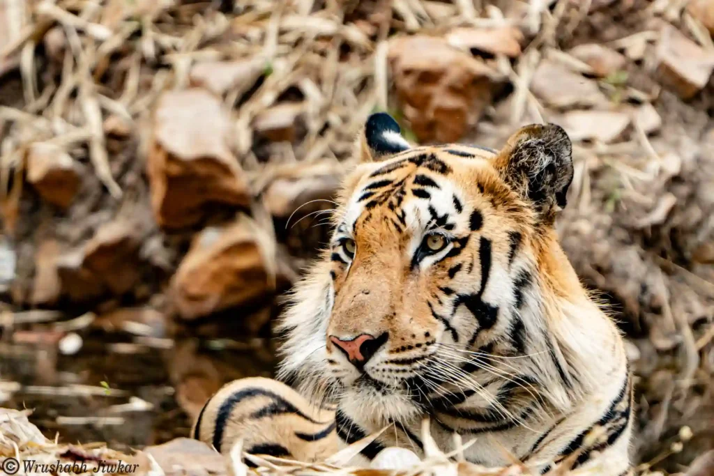 Close-up of a tiger in its natural habitat at SATPURA Safari.