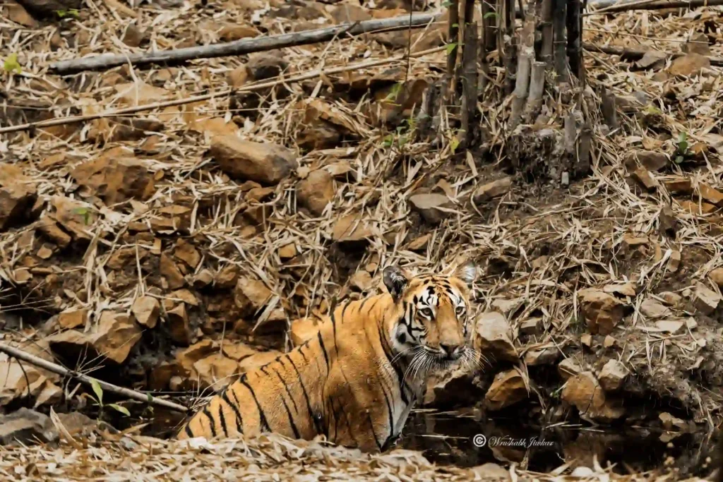 Bengal tiger camouflaged among dry leaves in natural habitat at Corbett National Park, India.