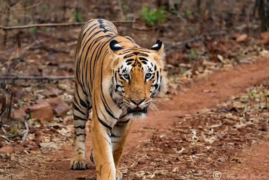 Bengal tiger walking on a dirt path during a safari tour in India.