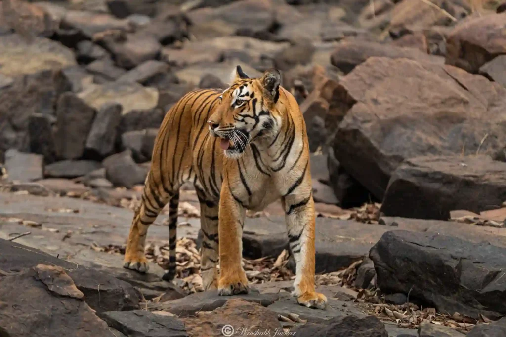 Bengal tiger walking on rocky terrain