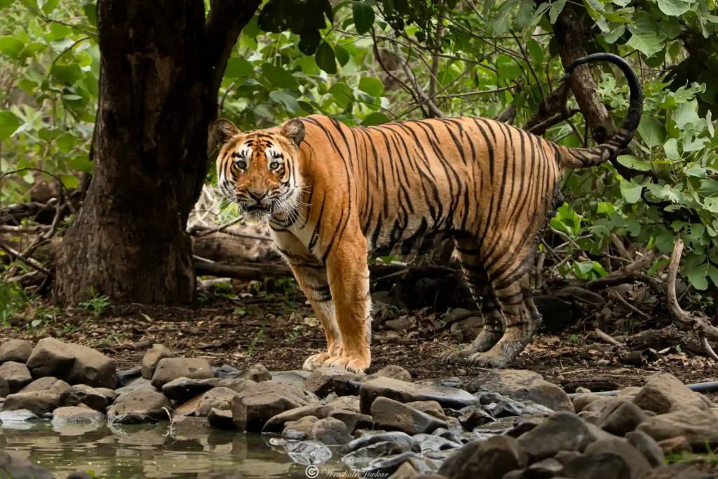 Bengal tiger walking through Bor Tiger Reserve with lush greenery and water in the background.