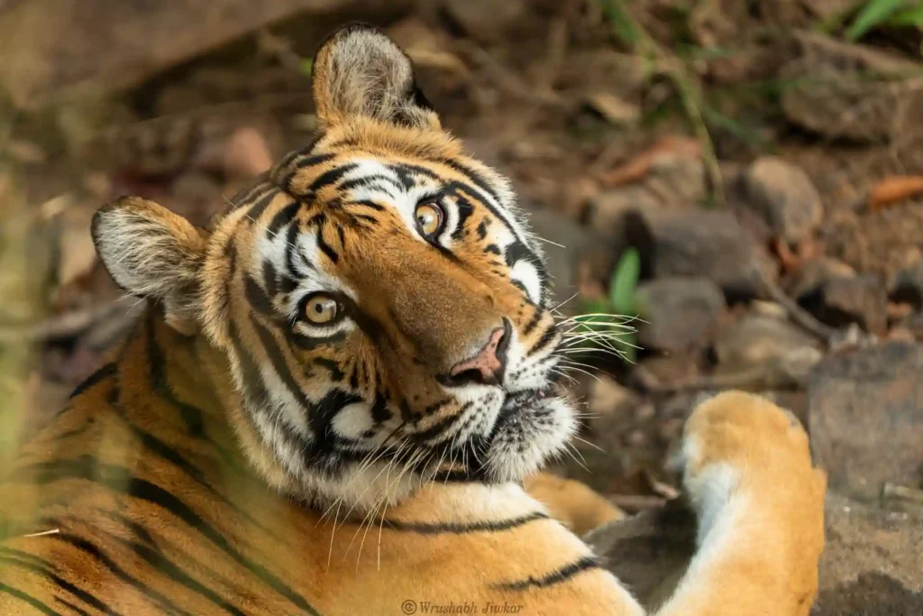 lose-up of a tiger lying down with its head turned towards the camera, showcasing its orange fur with black stripes and white markings around the eyes and muzzle during Satpura Safari Tour