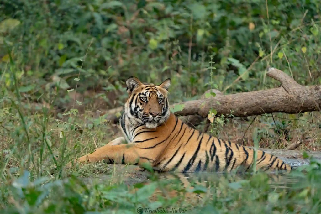 Close-up of a tiger in its natural habitat at Pench/Kanha Safari.