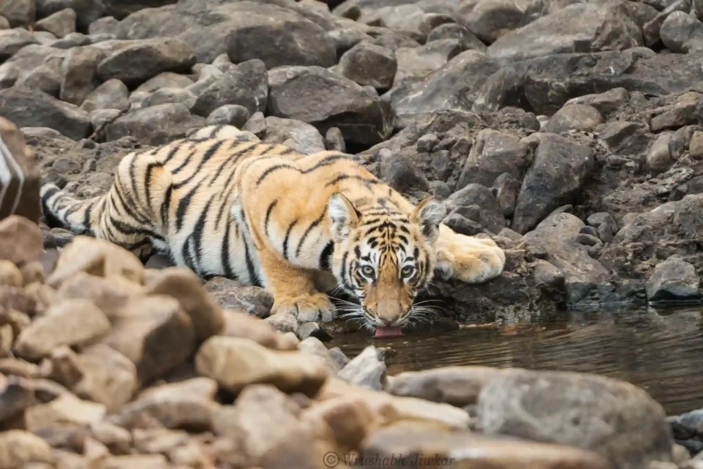 Tiger drinking water in Tadoba National Park during a photography tour