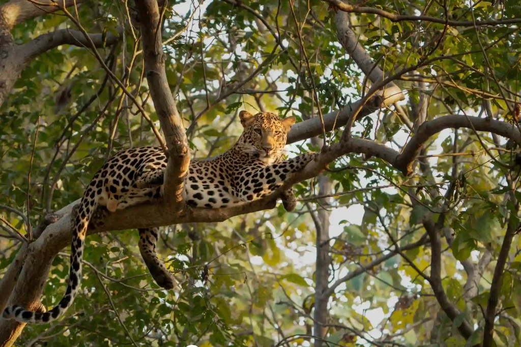 Leopard perched on a tree branch in nagarhole during a Tiger Safari India Tour.