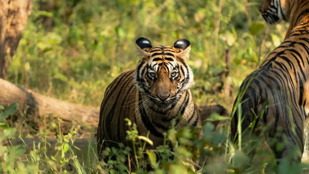 Tiger Safari Tour Banner Wild India Safari