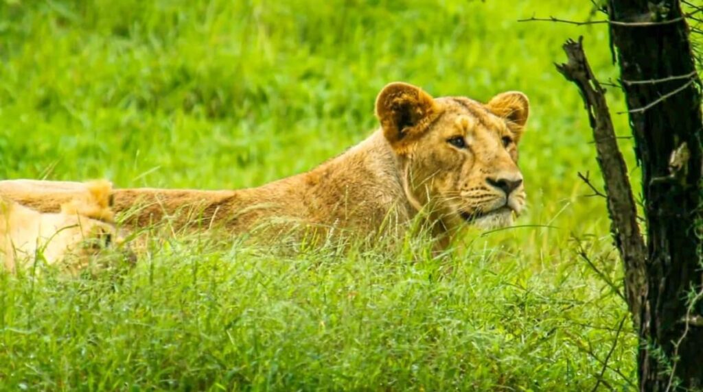 A lioness lying in a grassy field with her gaze fixed in the distance.