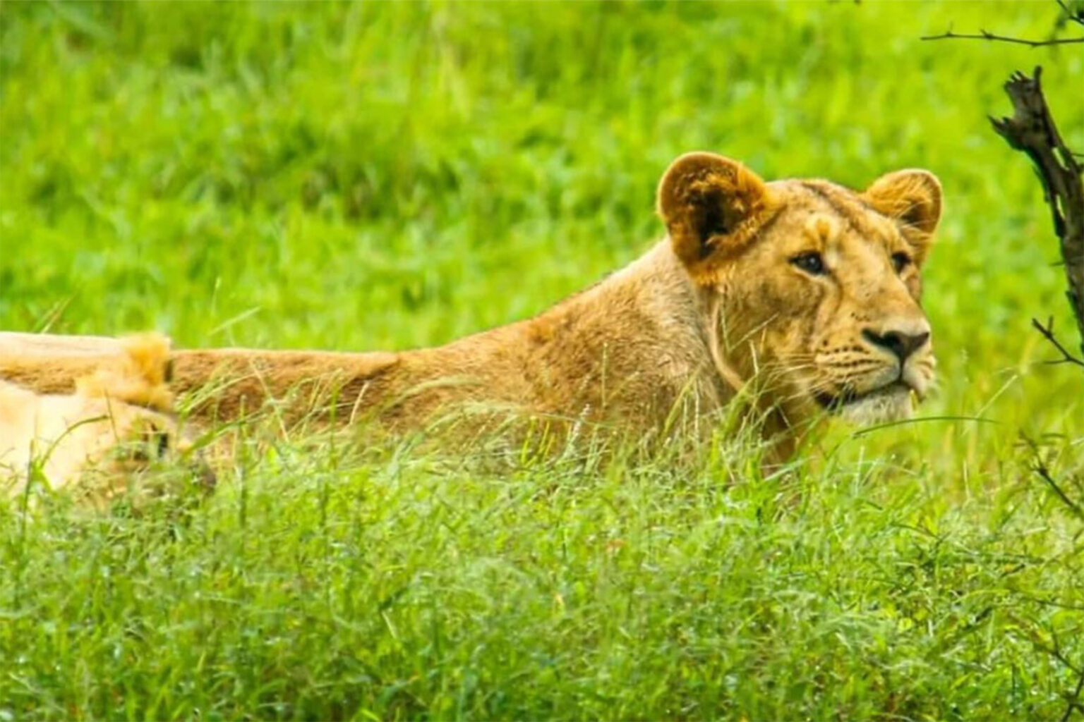 A lioness lying in a grassy field with her gaze fixed in the distance.