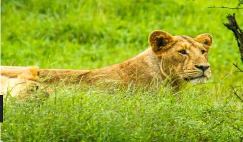 gir lion booking
