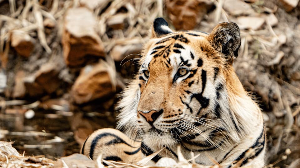 pench jungle safari package