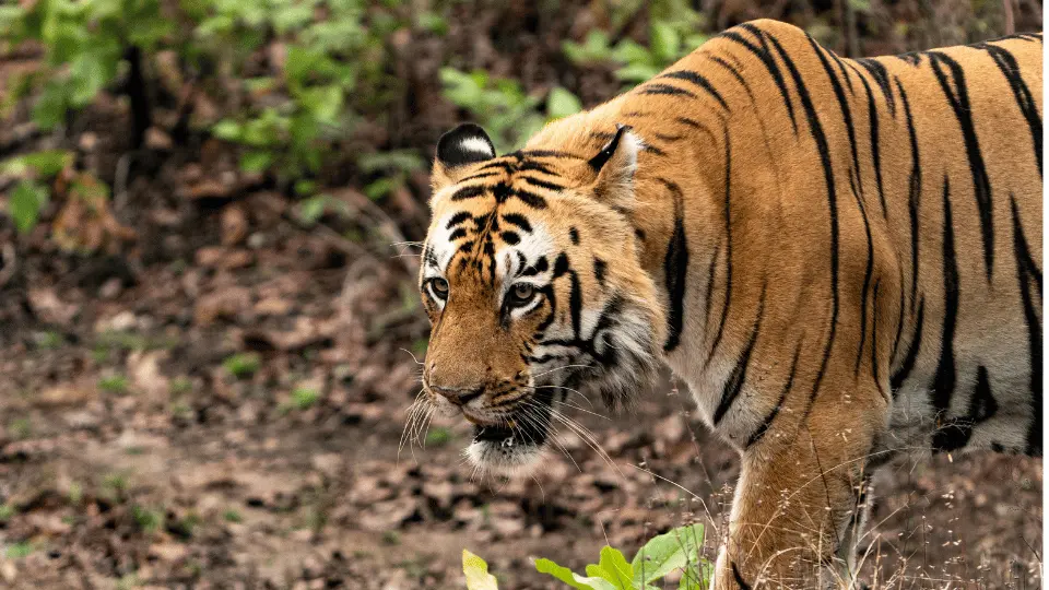 Tadoba Jungle Safari Tour