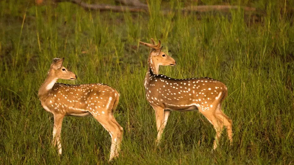 deer pench safari