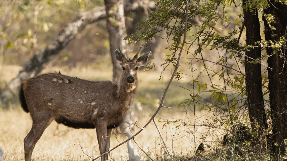 sambar pench safari