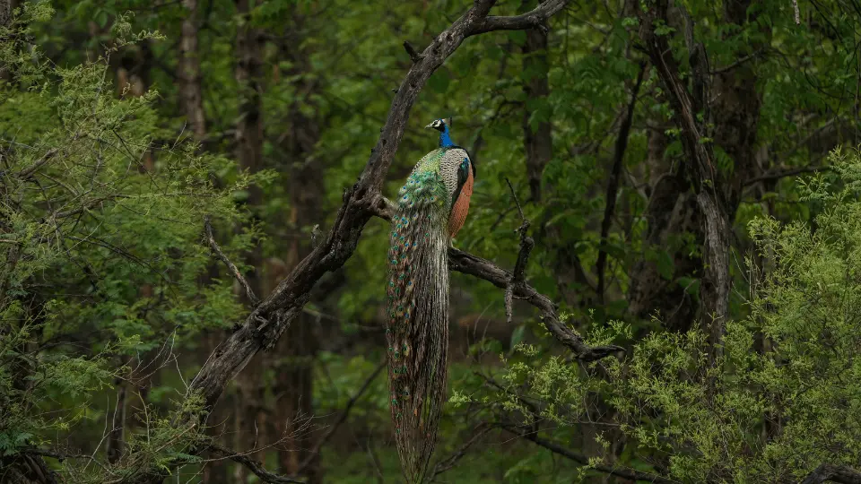 peafowl pench safari