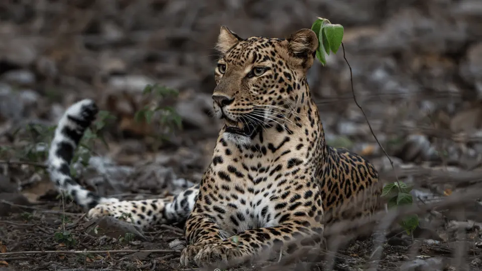 leopard in pench safari