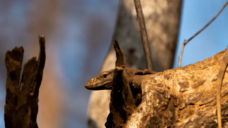 pench safari