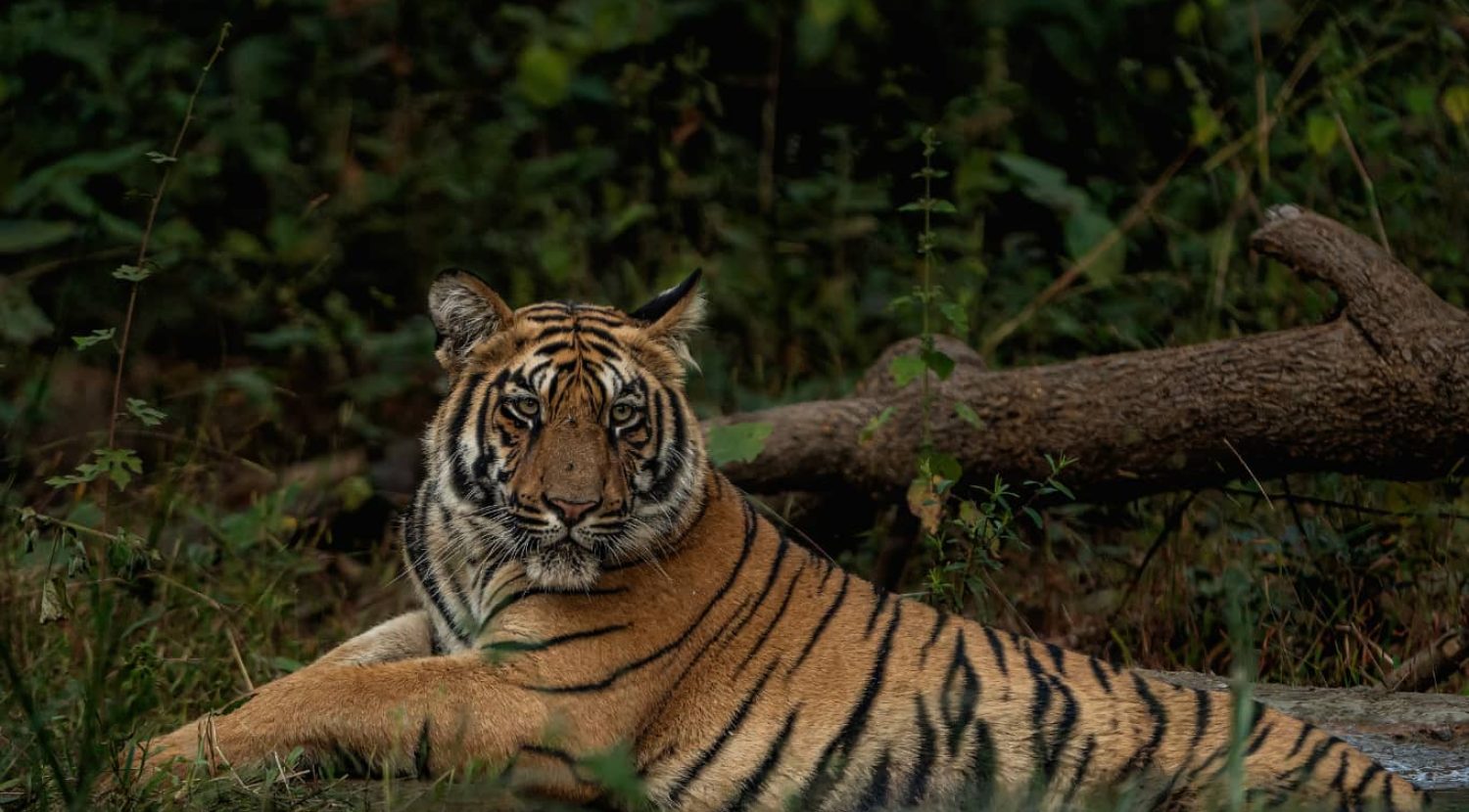 WILD INDIA SAFARI (16)