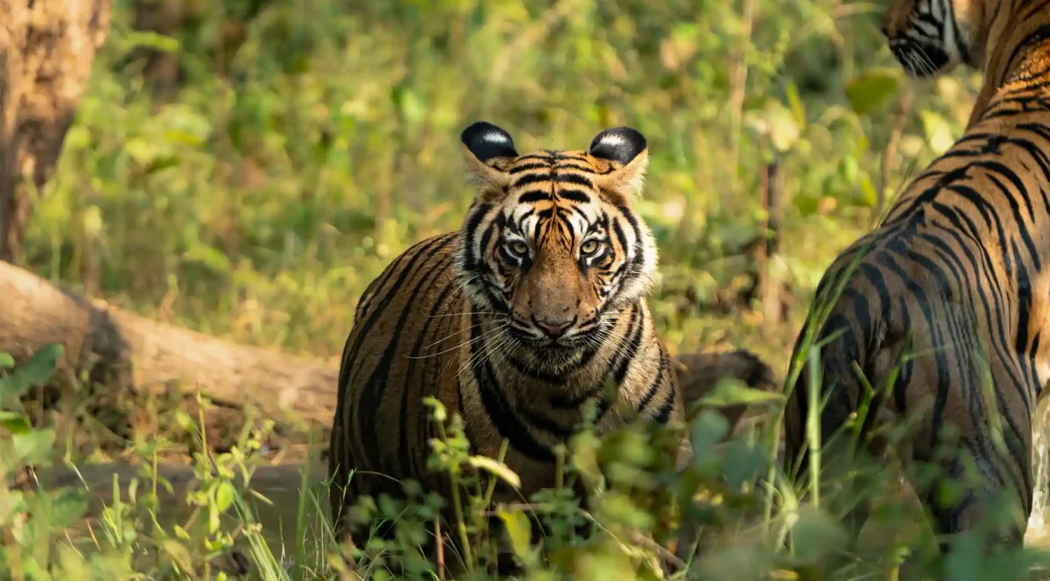 Tiger Safari Tour Banner Wild India Safari